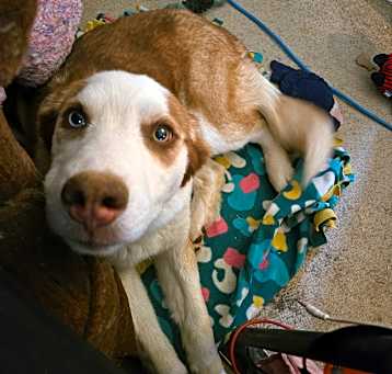 Photo of Bandit