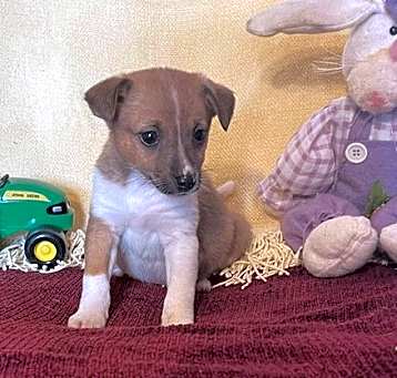 Photo of Checkers