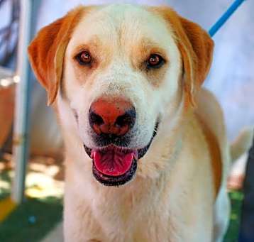 Photo of Prancer