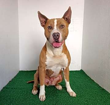 Photo of Diesel