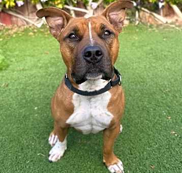 Photo of Roscoe