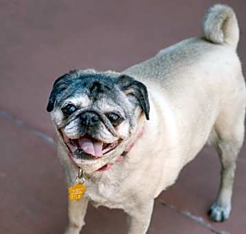 Photo of Puggsie *Sponsored, bonded wit
