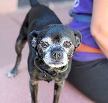 Photo of Maxx *Sponsored, bonded with P