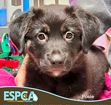 Photo of Posie