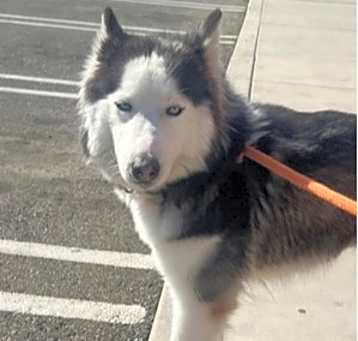 Photo of Blossom