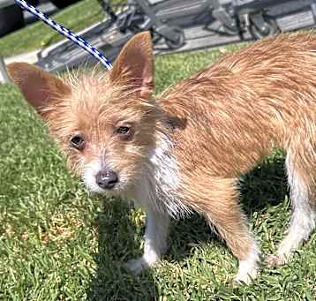 Photo of Bella (4 lbs)