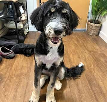 Photo of Comet