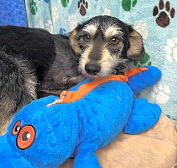 Photo of Benny - Tri-pawed
