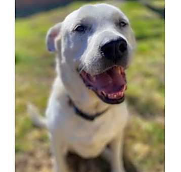Photo of Maggie Lab