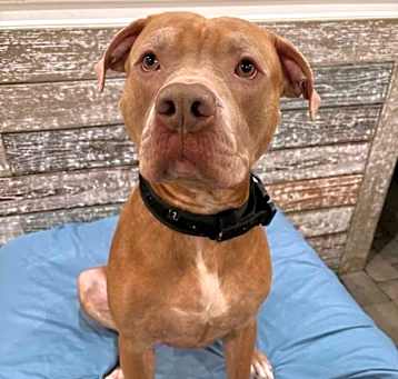 Photo of Brutus