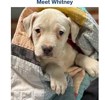 Photo of Whitney