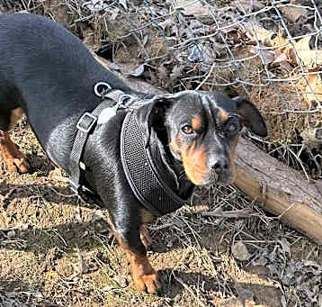 Photo of Rusty