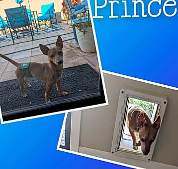 Photo of Prince