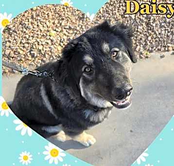 Photo of Daisy
