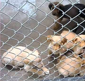 Photo of Litter of 3 - Retrievers K4