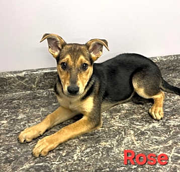 Photo of Rose
