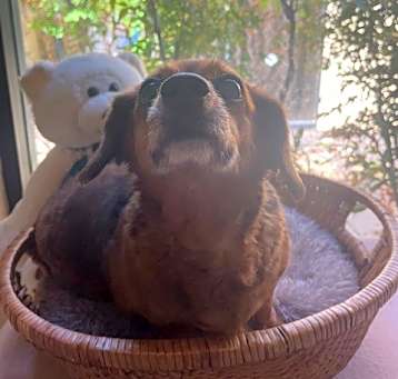 Photo of Bailey (BONDED W/JOLENE)