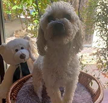 Photo of Jolene A.K.A. "Jo-Jo" (BONDED W/BAILEY)