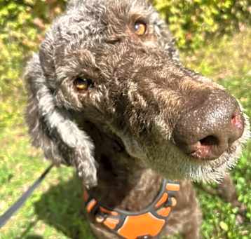 Photo of Willy