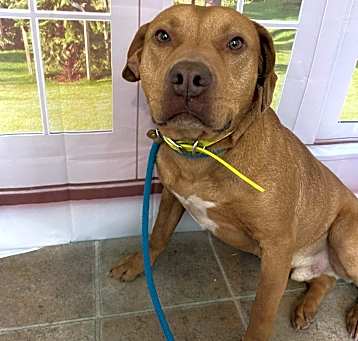 Photo of Brutus
