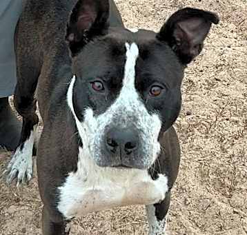Photo of Whiskey