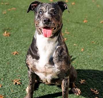 Photo of Roxi