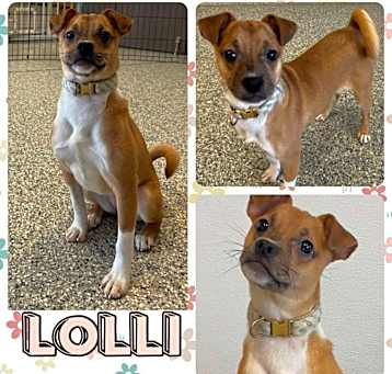 Photo of Lolli