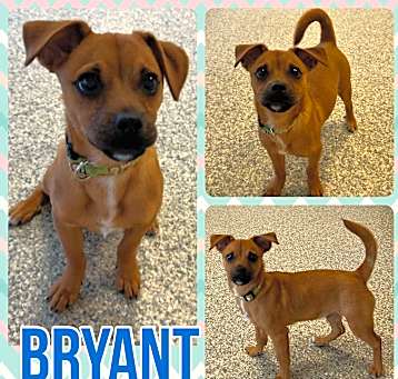 Photo of Bryant