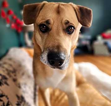 Photo of [Pending Euth] Ottie