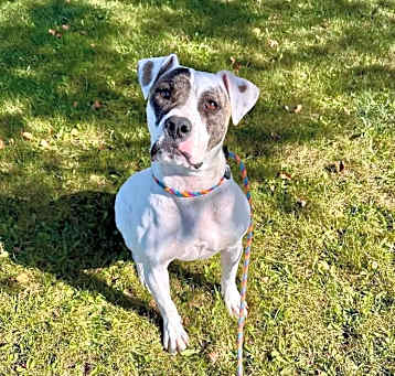 Photo of [Pending Euth] Belle