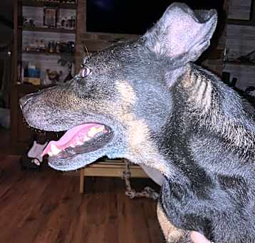 Photo of Thor