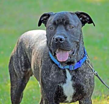 Photo of Thor
