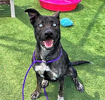 Photo of GYPSY