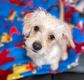 Photo of Snowflake Aka Winston