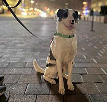 Photo of Pongo -MA