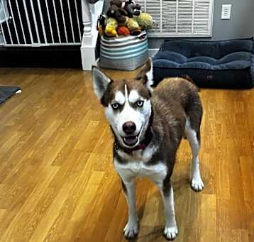 Photo of Lucy
