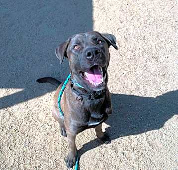 Photo of Dozer
