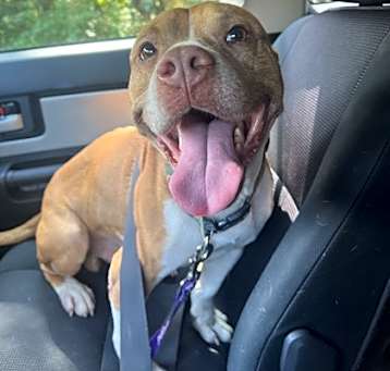 Photo of Giggles