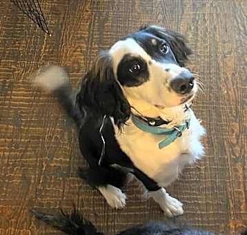Photo of Tex