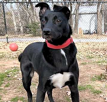 Photo of Gypsy