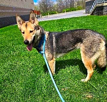 Photo of Honey