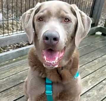 Photo of Louie