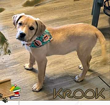 Photo of Krook