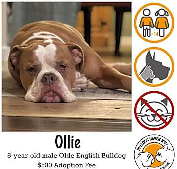 Photo of Ollie