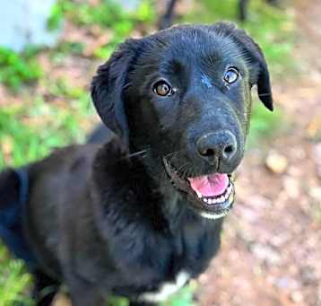 Photo of Brandy