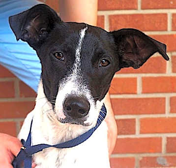 Photo of Chevy
