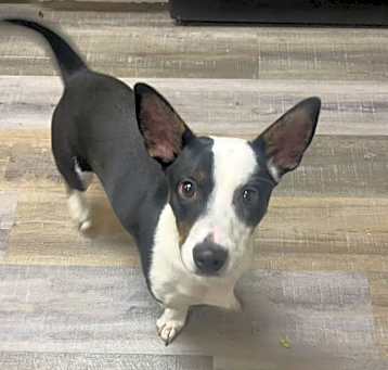 Photo of Champ