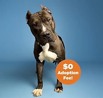 Photo of BUSTER