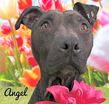 Photo of Angel