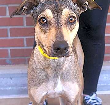 Photo of Estrella